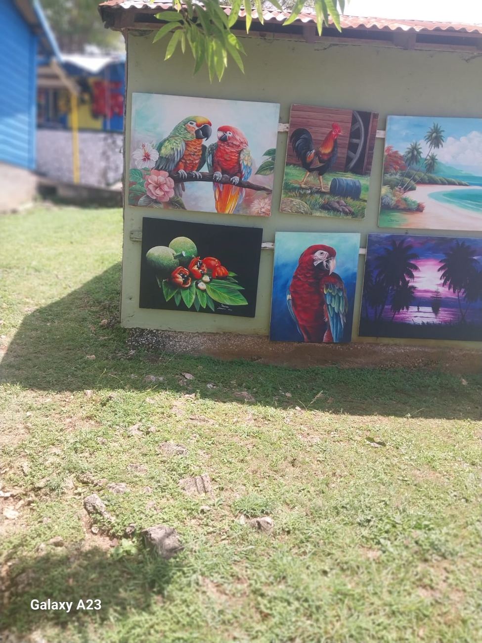 Signed canvas paintings of parrots, a rooster and ackee fruit displayed outdoors